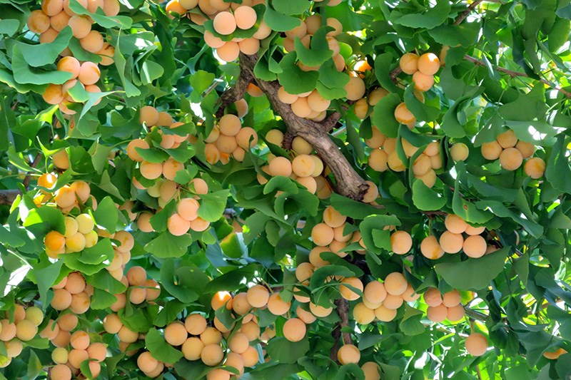 Benefits of ginkgo biloba, harm, what is it for?