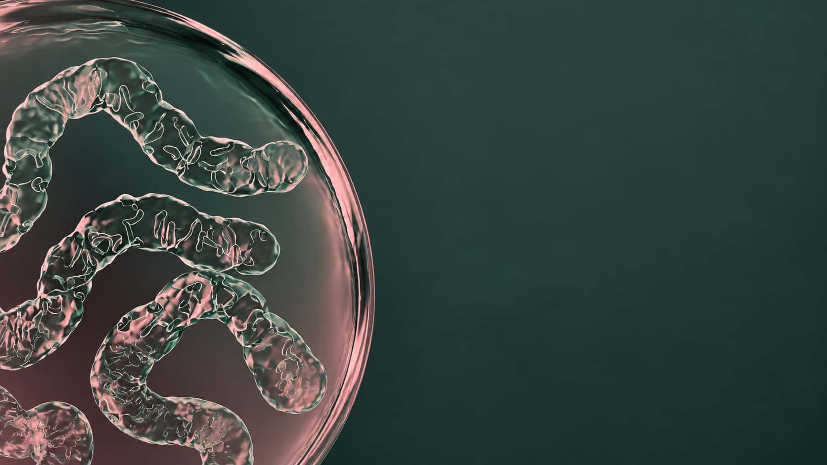 GENERAL GUT & PARASITE RESET