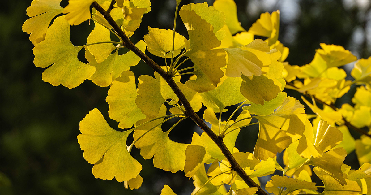 Benefits of ginkgo biloba, harm, what is it for?