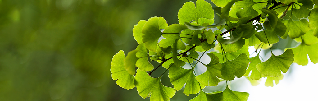 Benefits of ginkgo biloba, harm, what is it for?