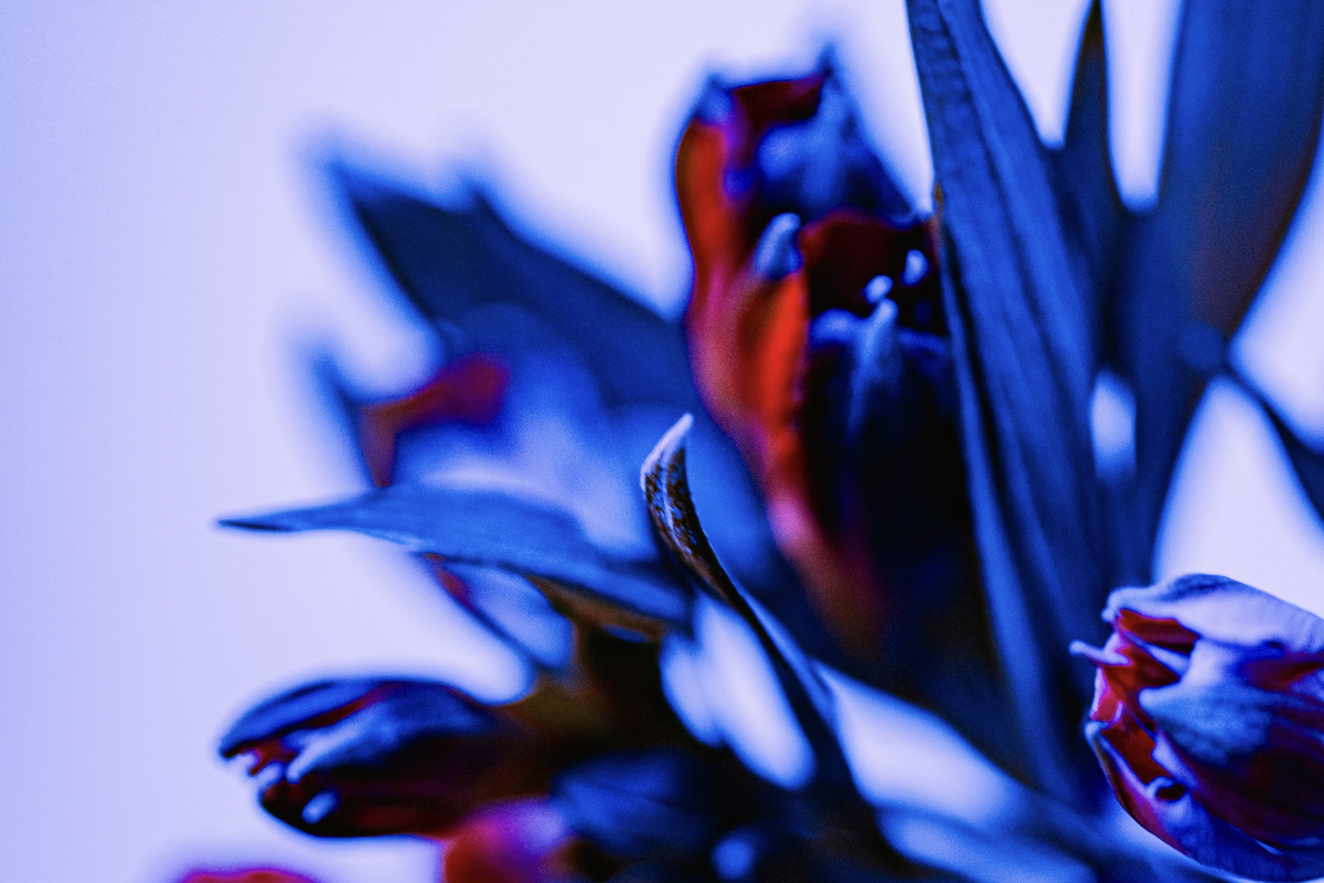 Methylene Blue + Red Light: Scientifically Proven Synergy for Brain Health