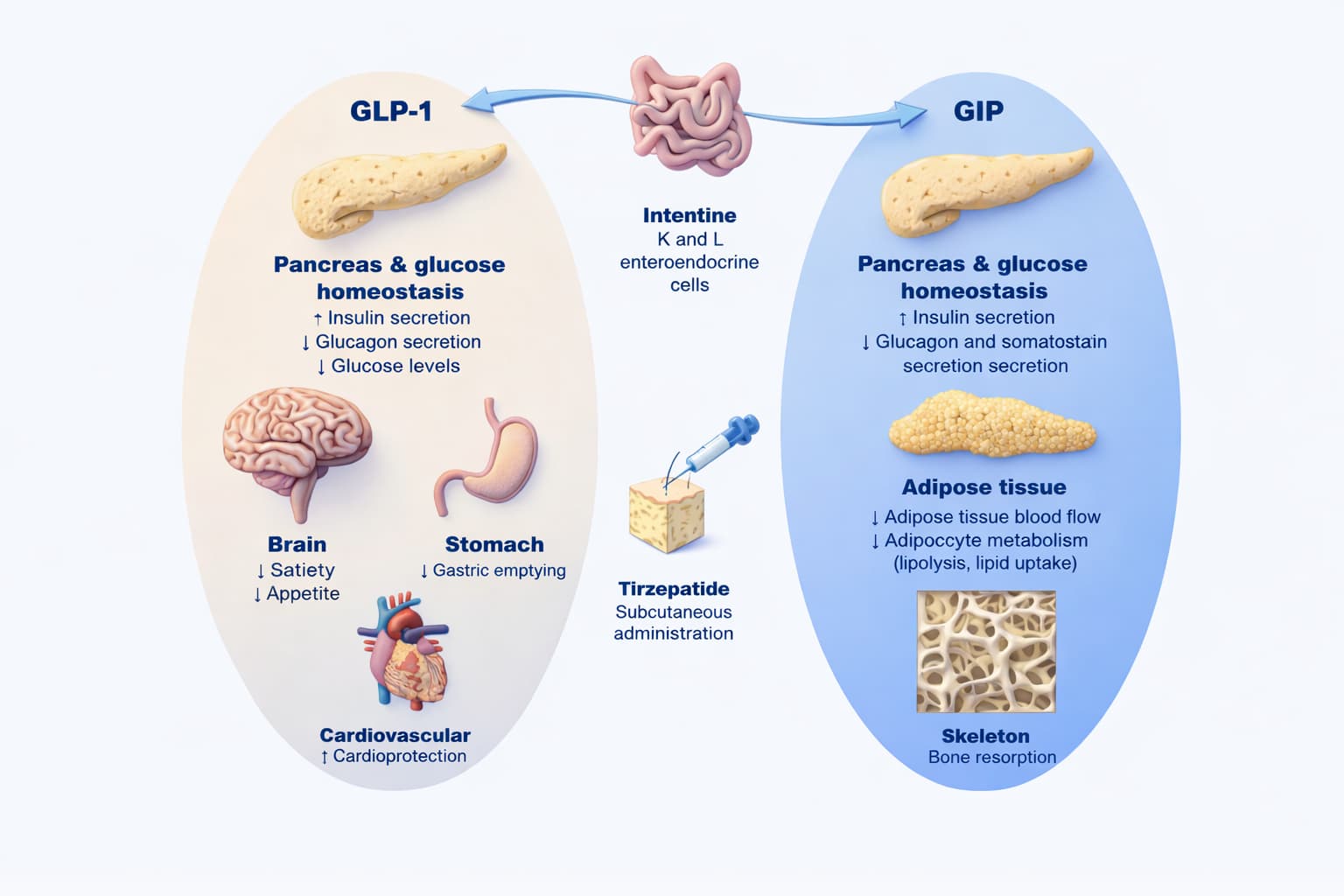 Why Mounjaro Doesn’t Work the Same for Everyone: Genetics as the Next Step in Obesity Treatment